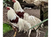 6 FERTILE YOKOHAMA RED SADDLE hatching eggs now available BOURNEMOUTH