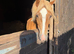 Very well bred chestnut mare