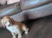 3 golden working cocker spaniels left