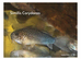 Similis corydoras £6 each or 2 for £10