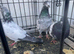 I have three Highflyer for sale
