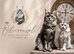 Tica high silver kittens