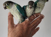 Stunning Handreared Tame Violet and Blue Baby Conures