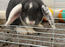 2 rabbits
