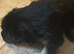 Mixed Breed puppies for sale