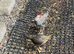 Pair of modern game bantams