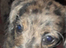Toy poodle cross miniature dacshund