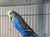 Stunning budgies