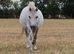 Welsh Section mare