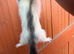 Angora ferrets