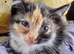 Siamese X Maine coon baby girl ready now Bristol