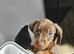 Dachshund puppies