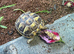 Herman hatchlings