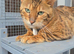 Exquisite Pedigree Bengal Kittens Due in Approximately 9 Weeks