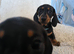 Six beautiful miniature smooth haired dachshunds