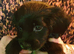 12 week old black Sprocker boy and girl