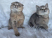 Beautiful fold and straights kittens