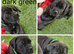 3 beautiful cane corso puppies