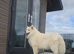 5 yeah old samoyed loving dog