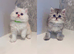 Stunning Pure Persian Kittens – Simba & Kovu