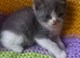Exotic/Persian X Ragdoll BSH kittens