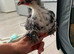 Pekin bantams for sale