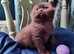 Pure pedigree bsh GCCF reg kittens