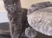 Beautiful Maine coon kittens