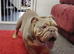 4yr old Male English Bulldog