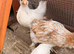 Mix breed chicks