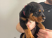 2 big Rottweiler puppies available