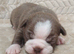 Gorgeous KC reg Boston terrier pups