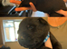 beautiful shepkita puppies