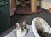 Persian cross British blue