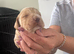 Cocker spaniel pups