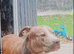 Rehomeing my pup american bully classic