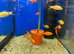 Rosy Barb (Pethia conchonius)