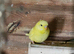 Pet Budgies