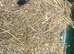 Baby guinea pigs
