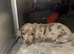 KC registered MINATURE dachshunds