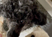 Fully DNA Health Tested F1 Maltipoo Puppies
