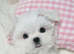 Teacup korean maltese pups