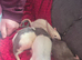 4 male rats