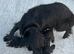 Springer spaniel X cockerpoo pups