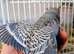 STUNNING Single factor anthrecite budgies.