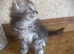 Full Maine Coon Russian Bred Male Kittens