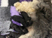 Toy cockapoo pups