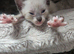 Stunning litter of six girls and one girl ready to reserve!!
