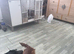 Dash hound puppies