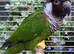 Rare Stunninh White Eared Conure